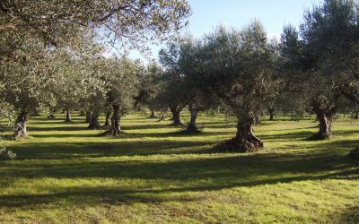 Distribución alimentaria, un servicio vertebrador de la sociedad