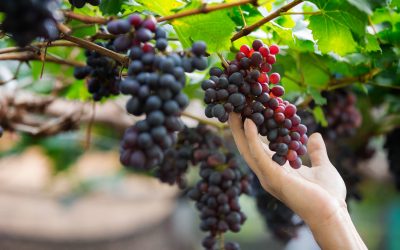 Sostenibilitat en el sector alimentari