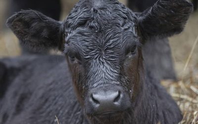 Carne de Angus, el auténtico sabor
