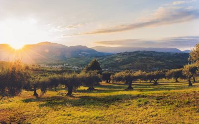 La Llei de canvi climàtic en la distribució alimentària