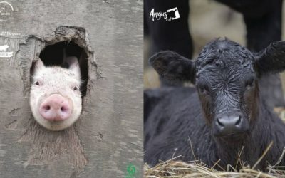 Les carns de més qualitat són més saludables