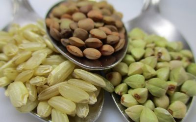 Qué son los carbohidratos