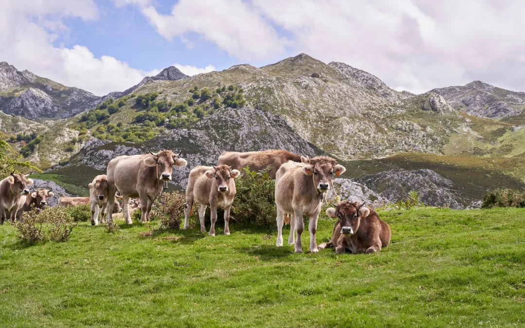 La importància de potenciar els productes de proximitat